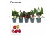 Canna cannova mix decorum 