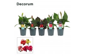 Canna cannova mix decorum