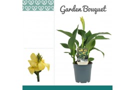 Canna cannova geel