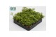 Rhipsalis heteroclada 
