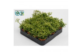 Rhipsalis heteroclada