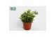 Rhipsalis heteroclada 