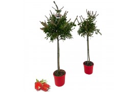 Callistemon citrinus splendens Callistemon citrinus Splendens - op sta
