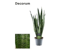 Sansevieria zeylanica decorum