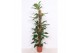 Philodendron Philodendron Dragon Tail,10 pp 