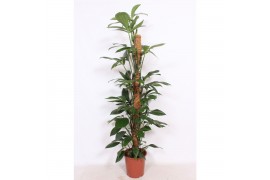 Philodendron Philodendron Dragon Tail,10 pp