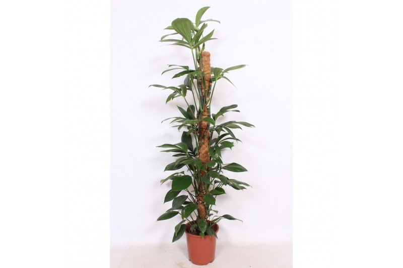 Philodendron Philodendron Dragon Tail,10 pp 