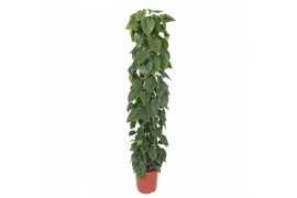 Philodendron scandens zuilvorm op rek