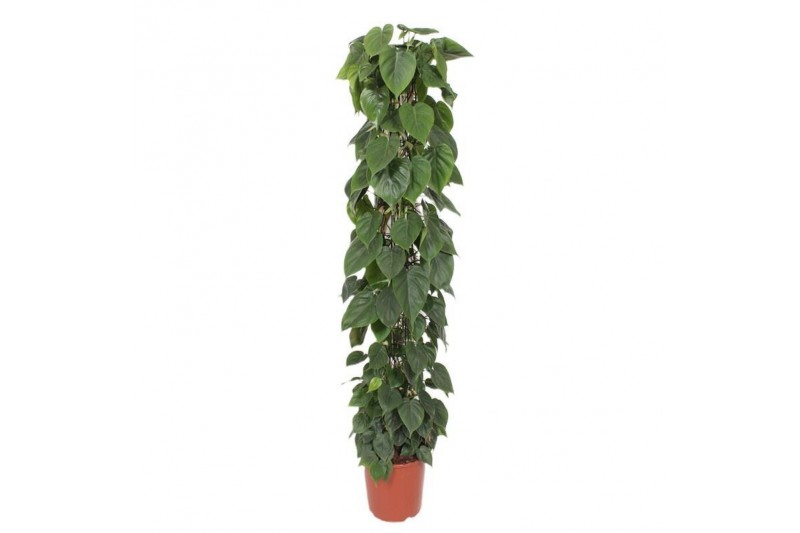 Philodendron scandens zuilvorm op rek 