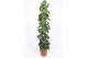 Philodendron scandens zuilvorm op rek 