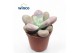 Echeveria Pachyphytum Cv. Momobijn 