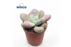 Echeveria Pachyphytum Cv. Momobijn