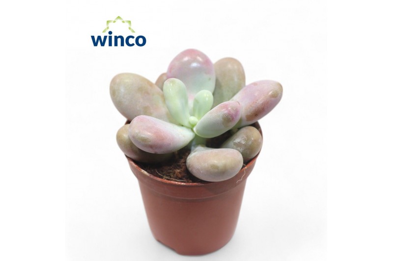 Echeveria Pachyphytum Cv. Momobijn 