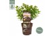 Hydrangea paniculata (S)witch Ophelia 