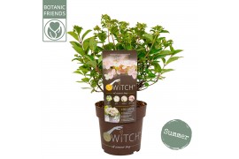 Hydrangea paniculata (S)witch Ophelia