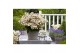 Hydrangea paniculata (S)witch Ophelia 