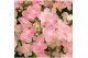 Hydrangea paniculata (S)witch Ophelia 
