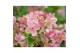 Hydrangea paniculata (S)witch Ophelia 