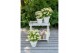 Hydrangea paniculata (S)witch Ophelia 