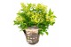 Hydrangea paniculata (S)witch Ophelia 