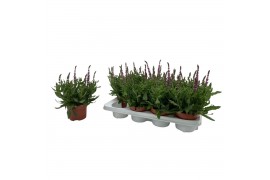 Salvia nemorosa sensation deep rose Salvia deep pink