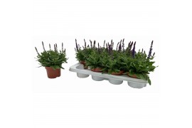 Salvia sensation deep blue nemorosa Salvia deep blue