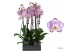 Phalaenopsis floriclone art nouveau 2 tak - 55/60cm 