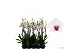 Phalaenopsis wit red lips Scarlion - 2 tak - 75/80cm