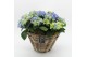 Arrangementen hydrangea KHCR-2504B Hydrangea creatie 3 pp 
