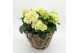 Arrangementen hydrangea KHCR-2504W Hydrangea creatie 3 pp 