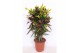 Codiaeum variegatum mammi vertakt 