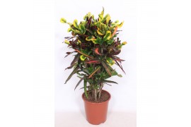 Codiaeum variegatum mammi vertakt