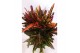Codiaeum variegatum mammi vertakt 