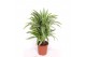 Dracaena fragr. der. lemon lime 