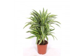 Dracaena fragr. der. lemon lime