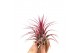 Tillandsia Tillandsia ionantha rood large 1 bl. 