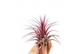 Tillandsia Tillandsia ionantha rood large 1 bl.