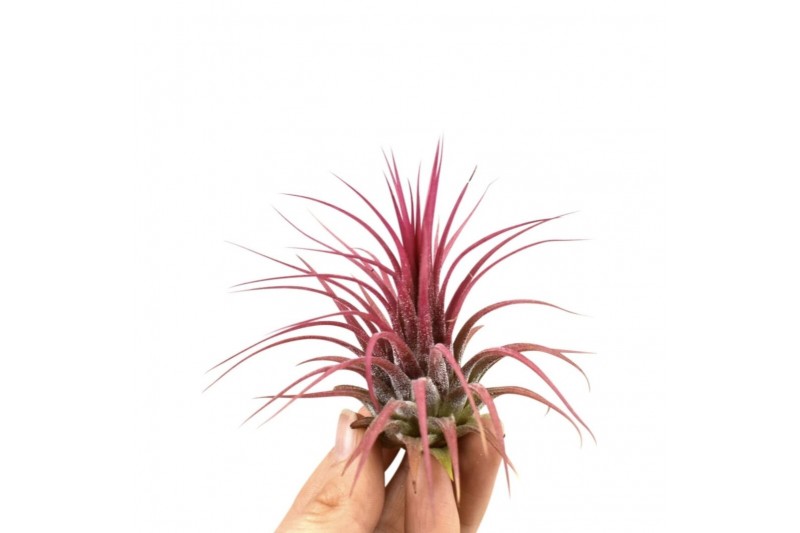 Tillandsia Tillandsia ionantha rood large 1 bl. 