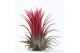 Tillandsia Tillandsia ionantha rood large 1 bl. 