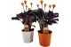 Calathea crocata tassmania 5+ bloem in sierpot wit/oranje 