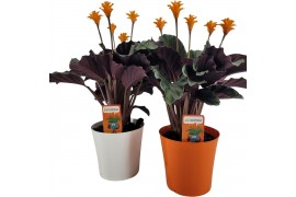 Calathea crocata tassmania 5+ bloem in sierpot wit/oranje