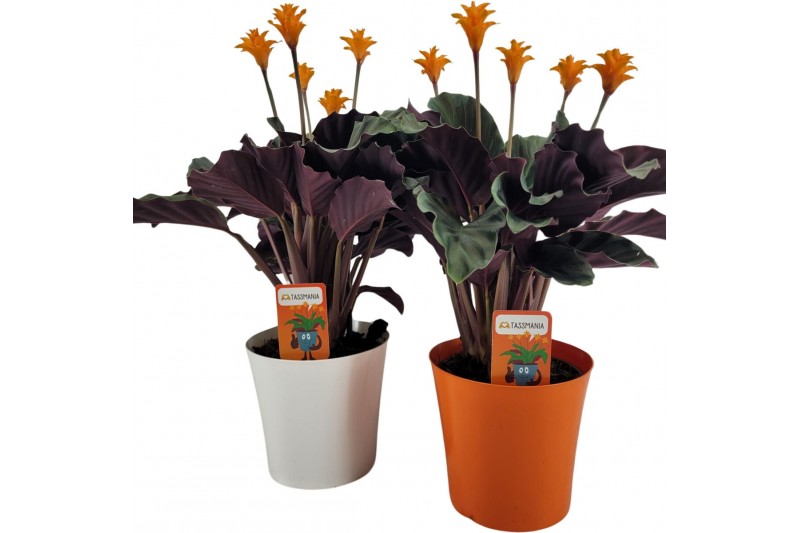Calathea crocata tassmania 5+ bloem in sierpot wit/oranje 