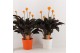 Calathea crocata tassmania 5+ bloem in sierpot wit/oranje 