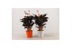 Calathea crocata tassmania 5+ bloem in sierpot wit/oranje 