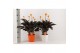 Calathea crocata tassmania 5+ bloem in sierpot wit/oranje 