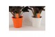 Calathea crocata tassmania 5+ bloem in sierpot wit/oranje 