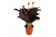 Calathea crocata tassmania 5/6 bloem in oranje pot 