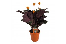 Calathea crocata tassmania 5/6 bloem in oranje pot