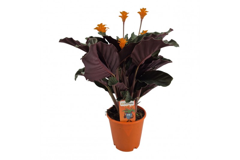 Calathea crocata tassmania 5/6 bloem in oranje pot 
