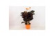 Calathea crocata tassmania 5/6 bloem in oranje pot 